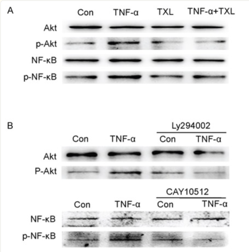 Phospho-NF-kB p65 (Ser536) Antibody - Figure6.