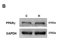 GAPDH Antibody - Fig.