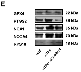 GPX4 Antibody - Figure A3.