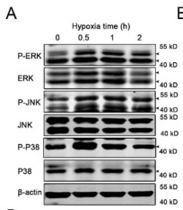 Phospho-JNK1/2/3 (Thr183+Tyr185) Antibody - Fig.