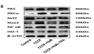 Nrf2 Antibody - Fig.