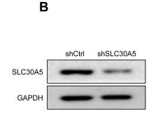 GAPDH Antibody - Figure 6.
