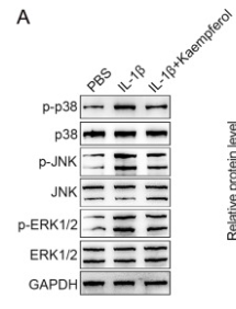 Phospho-JNK1/2/3 (Thr183+Tyr185) Antibody - Fig.