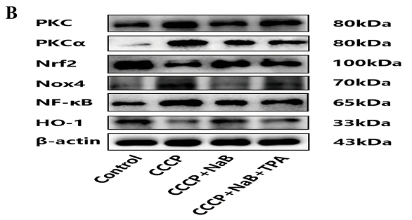 beta-Actin Antibody - Fig.