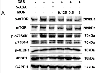 GAPDH Antibody - FIGURE 4 Monotropein regulates the mTOR/P70S6K pathway in chronic colitis.
