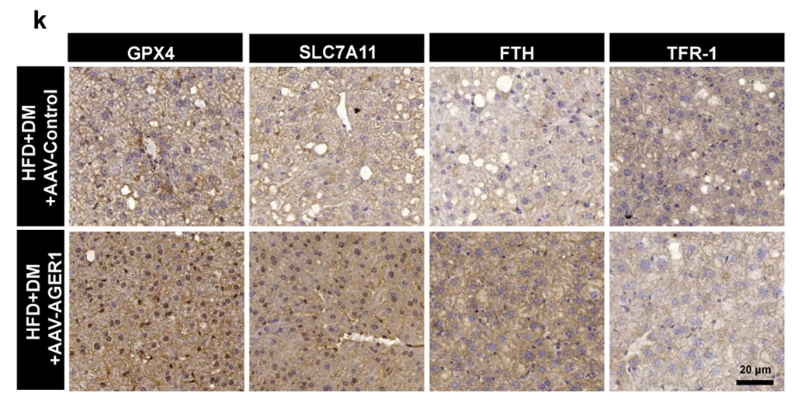 GPX4 Antibody - Fig.