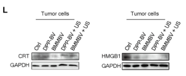 HMGB1 Antibody - Fig.