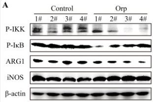 iNOS Antibody - Figure 3.