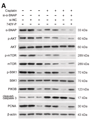p70 S6 Kinase Antibody - Fig.