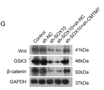 GAPDH Antibody - Fig.