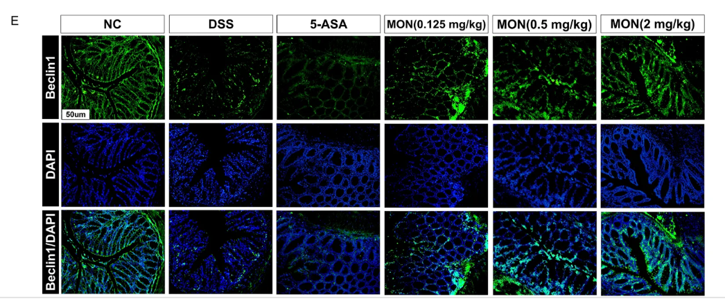 Beclin 1 Antibody - FIGURE 4 Monotropein regulates the mTOR/P70S6K pathway in chronic colitis.