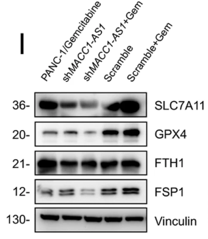 GPX4 Antibody - Fig.