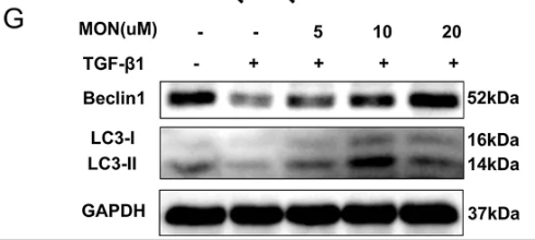Beclin 1 Antibody - FIGURE 7 Monotropein regulates autophagy via the mTOR/P70S6K pathway in TGF-β1-induced IEC-6 cells to inhibit EMT.