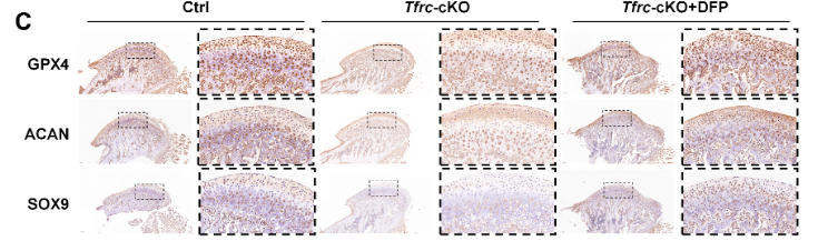 GPX4 Antibody - Figure 10.