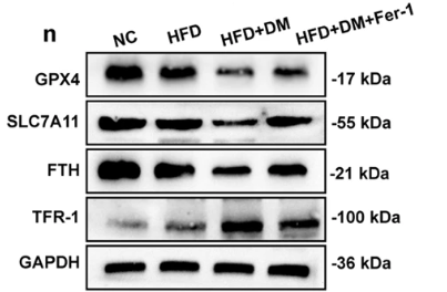 GPX4 Antibody - Fig.