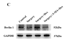 Beclin 1 Antibody - Figure 2 Dex ameliorated surgery-induced pathological damage of the hippocampus by enhancing autophagy.