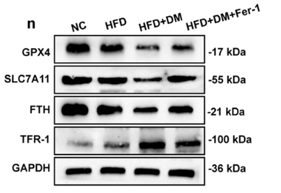 FTH1 Antibody - Fig.