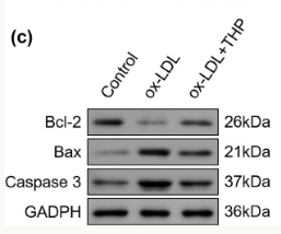 Caspase 3 Antibody - Figure 5 THP reduces cell apoptosis in ox-LDL-induced VSMCs.