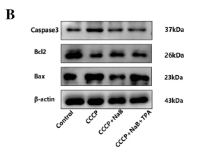 Caspase 3 Antibody - Fig.