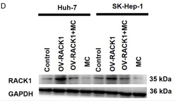 GAPDH Antibody - Figure 3.