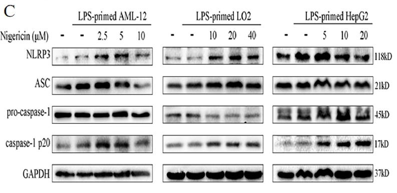 NLRP3 Antibody - Fig.