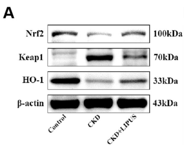 Keap1 Antibody - Figure 9.