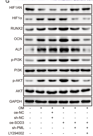 Phospho-PI3K p85 (Tyr458)[Tyr467]/p55 (Tyr199) Antibody - Fig.