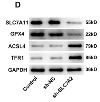 GPX4 Antibody - Figure 4.
