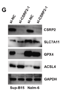 GPX4 Antibody - Fig.