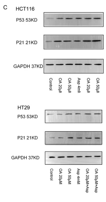 p53 Antibody - Fig.