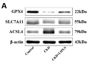xCT Antibody - Figure 7.