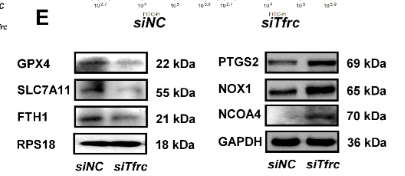 FTH1 Antibody - Figure 6.