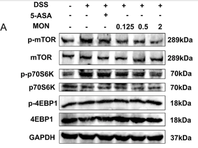 p70 S6 Kinase Antibody - FIGURE 4 Monotropein regulates the mTOR/P70S6K pathway in chronic colitis.