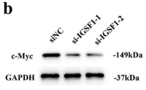 GAPDH Antibody - Figure 4: Myc proto-oncogene (c-Myc) expression was increased by immunoglobulin superfamily member 1 (IGSF1).