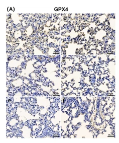 GPX4 Antibody - Fig.