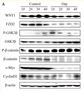 Phospho-beta Catenin (Ser33/Ser37/Thr41) Antibody - Figure 4.