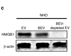 HMGB1 Antibody - Fig.