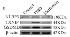 GSDMD Antibody - Fig.