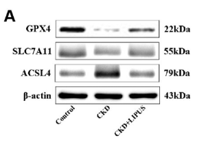 xCT Antibody - Figure 7.