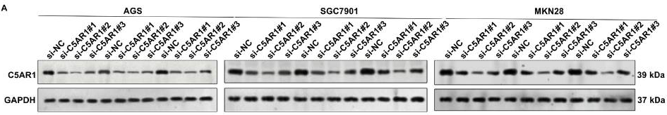 GAPDH Antibody - Figure 6 .