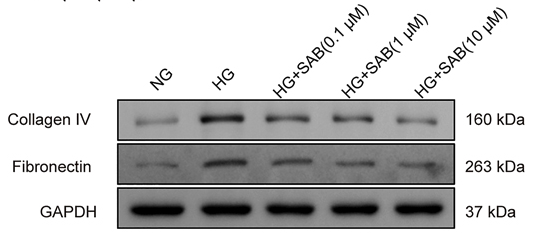 GAPDH Antibody - Fig.