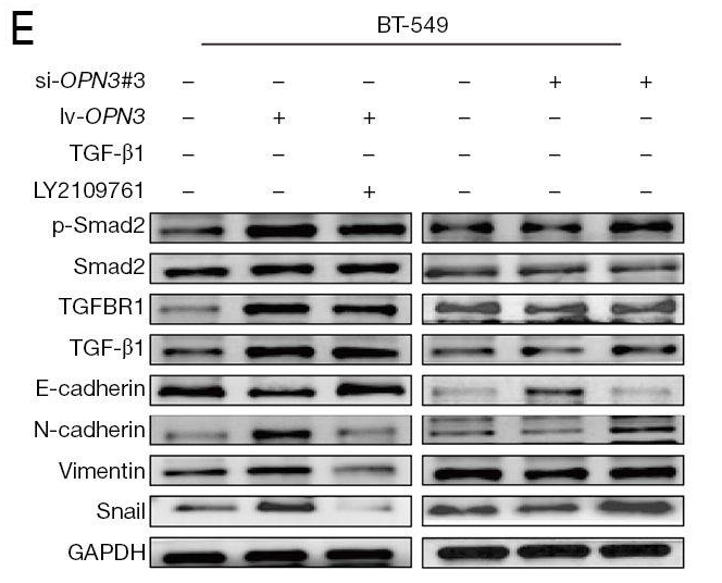 GAPDH Antibody - Figure 4.