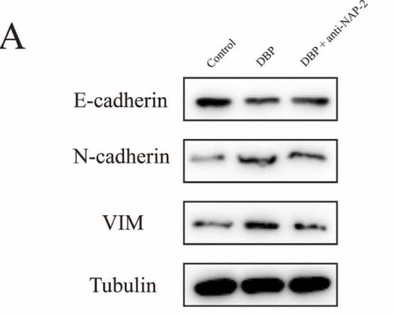 Tubulin beta Antibody - Fig.