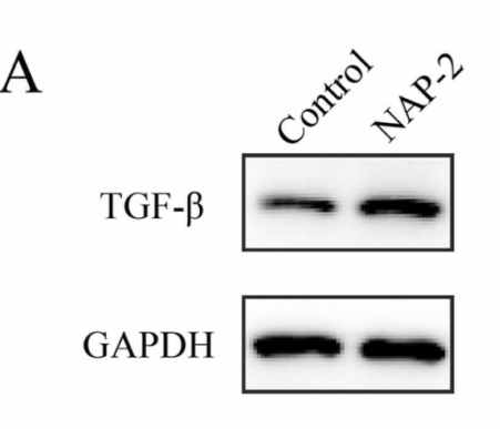 GAPDH Antibody - Fig.