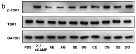 GAPDH Antibody - Fig.