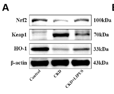Nrf2 Antibody - Figure 9.