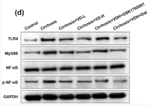 GAPDH Antibody - Figure 5 The intervention of vitamin D inhibited TLR4/MyD88/NF-κB signaling in the intestinal tissues of rats.