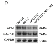 GPX4 Antibody - Fig.