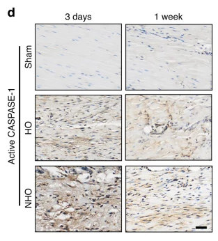 Cleaved-Caspase 1 (Asp296), p20 Antibody - Fig.