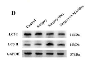 LC3B Antibody - Figure 2 Dex ameliorated surgery-induced pathological damage of the hippocampus by enhancing autophagy.
